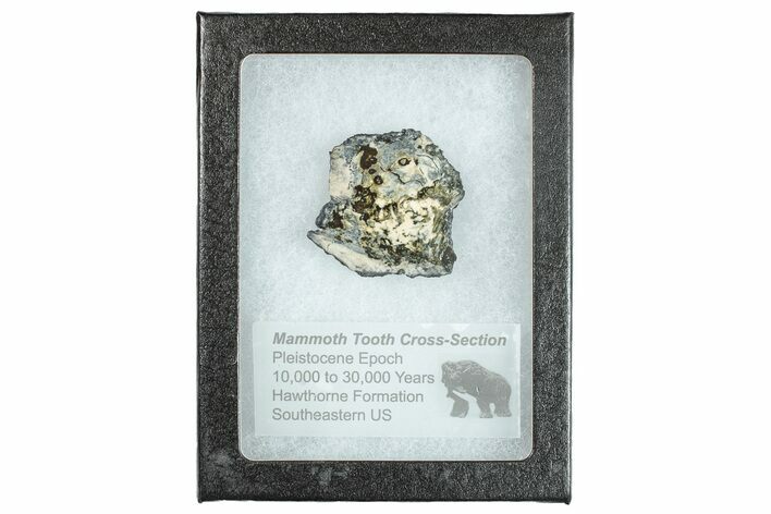 Mammoth Molar Slice With Case - South Carolina #291065